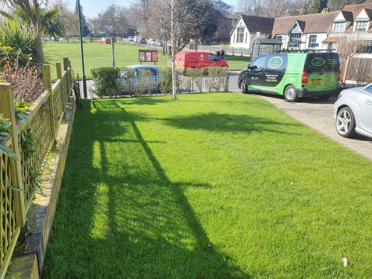 beartsed-lawn-renovation-maidstone-after