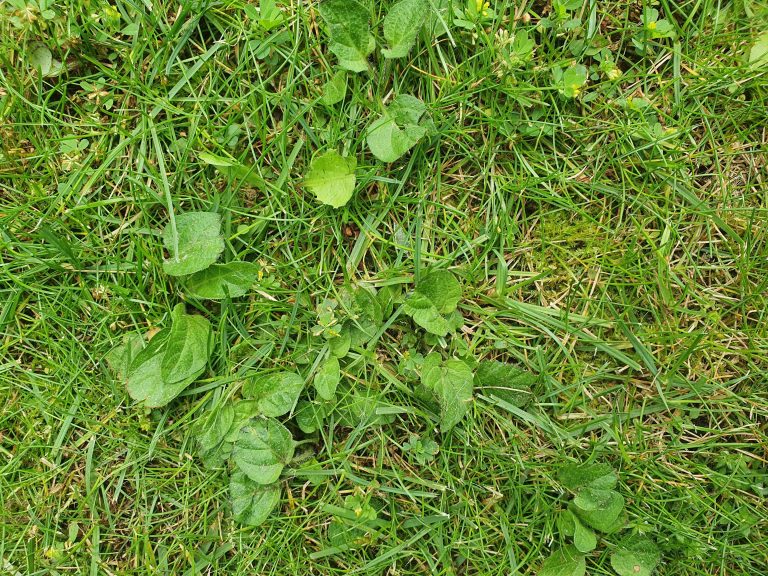 lawn-weed-treatment-maidstone-kent
