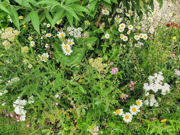 wildflower-turf-for-gardens-kent