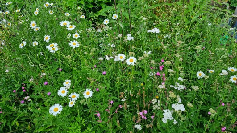 wildflower-turf-border-maidstone-kent