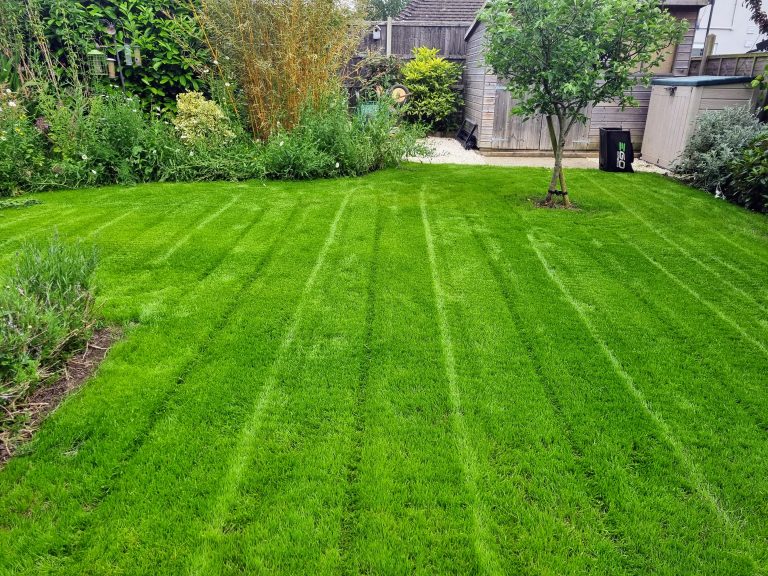 Lawn from seed maidstone me14 kent after