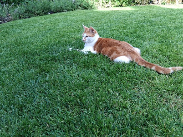 pet_safe_lawn_treatments_near_me_kent_maidstone
