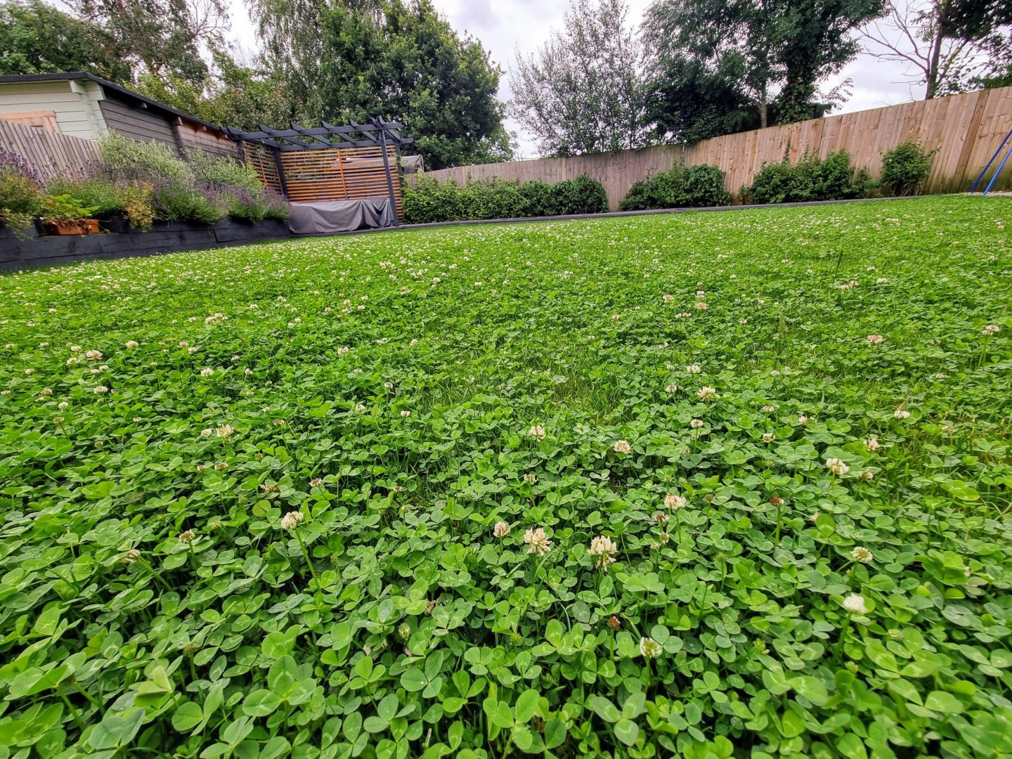 Micro_Clover_lawn_installer_near_me_maidstone_kent Micro_Clover_lawn_installer_near_me_maidstone_kent