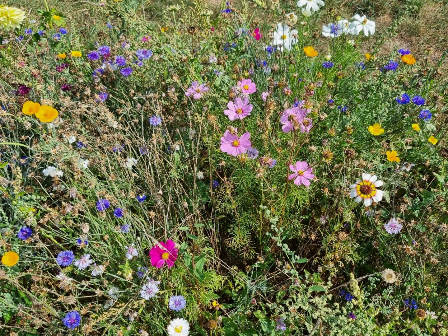 wildlife-friendly-lawns-near-me-kent-wildflower-turf