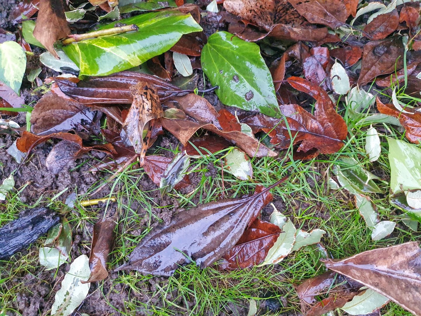 autumn-lawn-treatments-kent