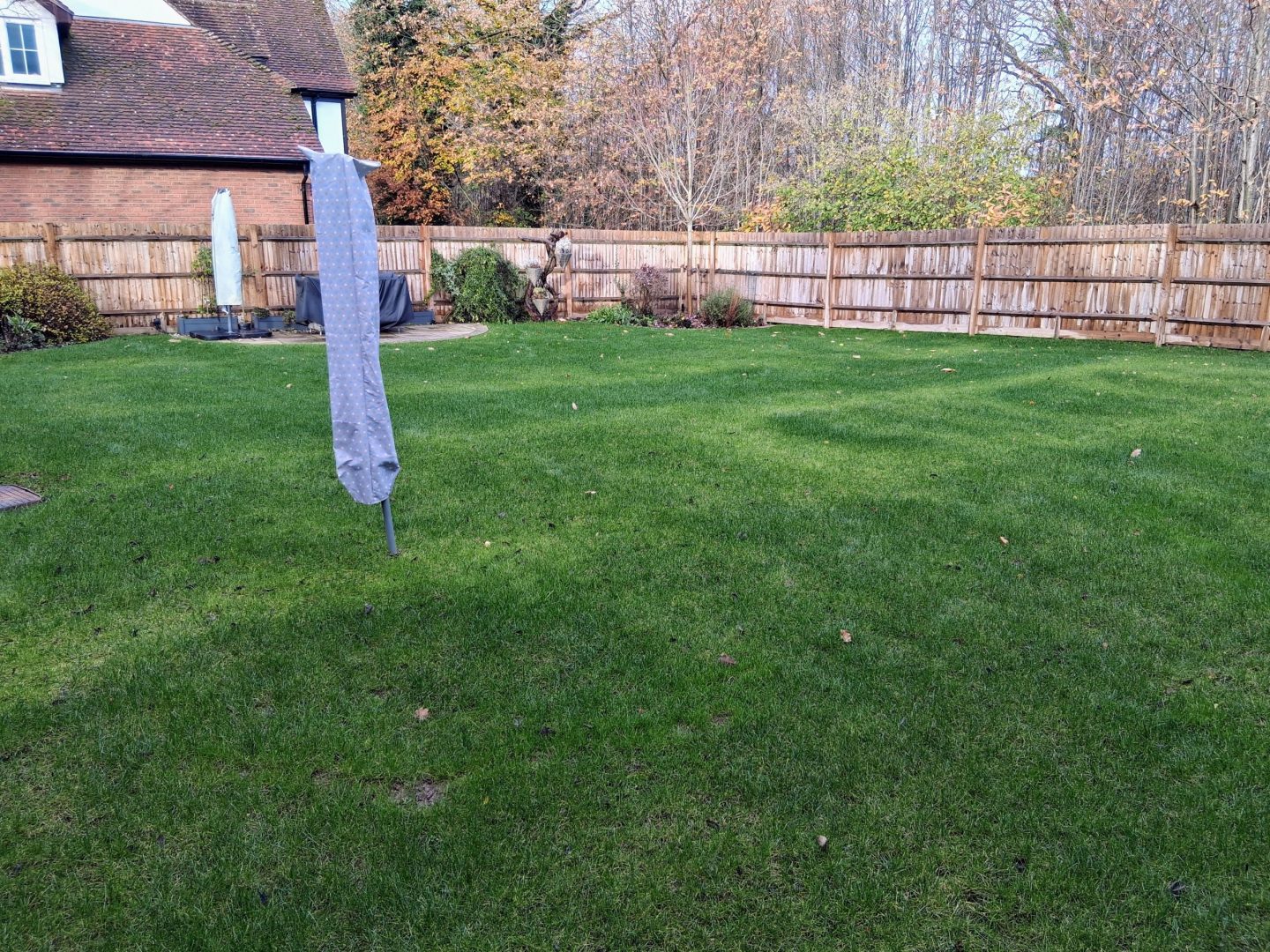 lawn_renovation_west_malling_me19_progress