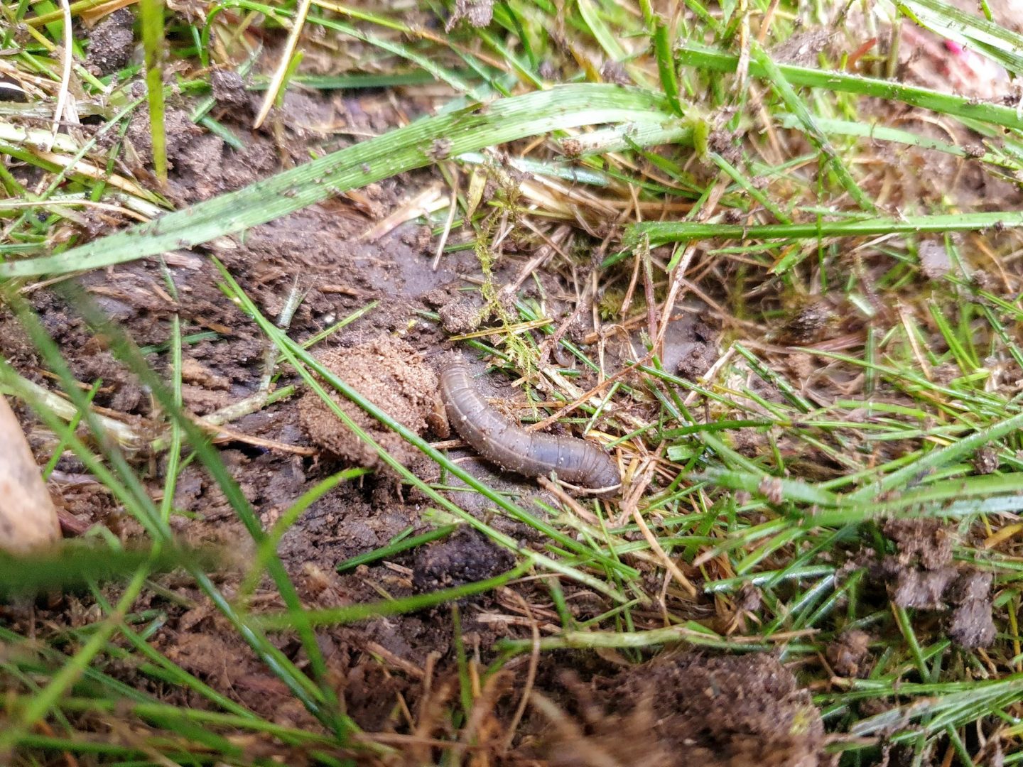 leather_jacket_treatment_service_chafer_grub_killer_maidstone_kent_me14_me15