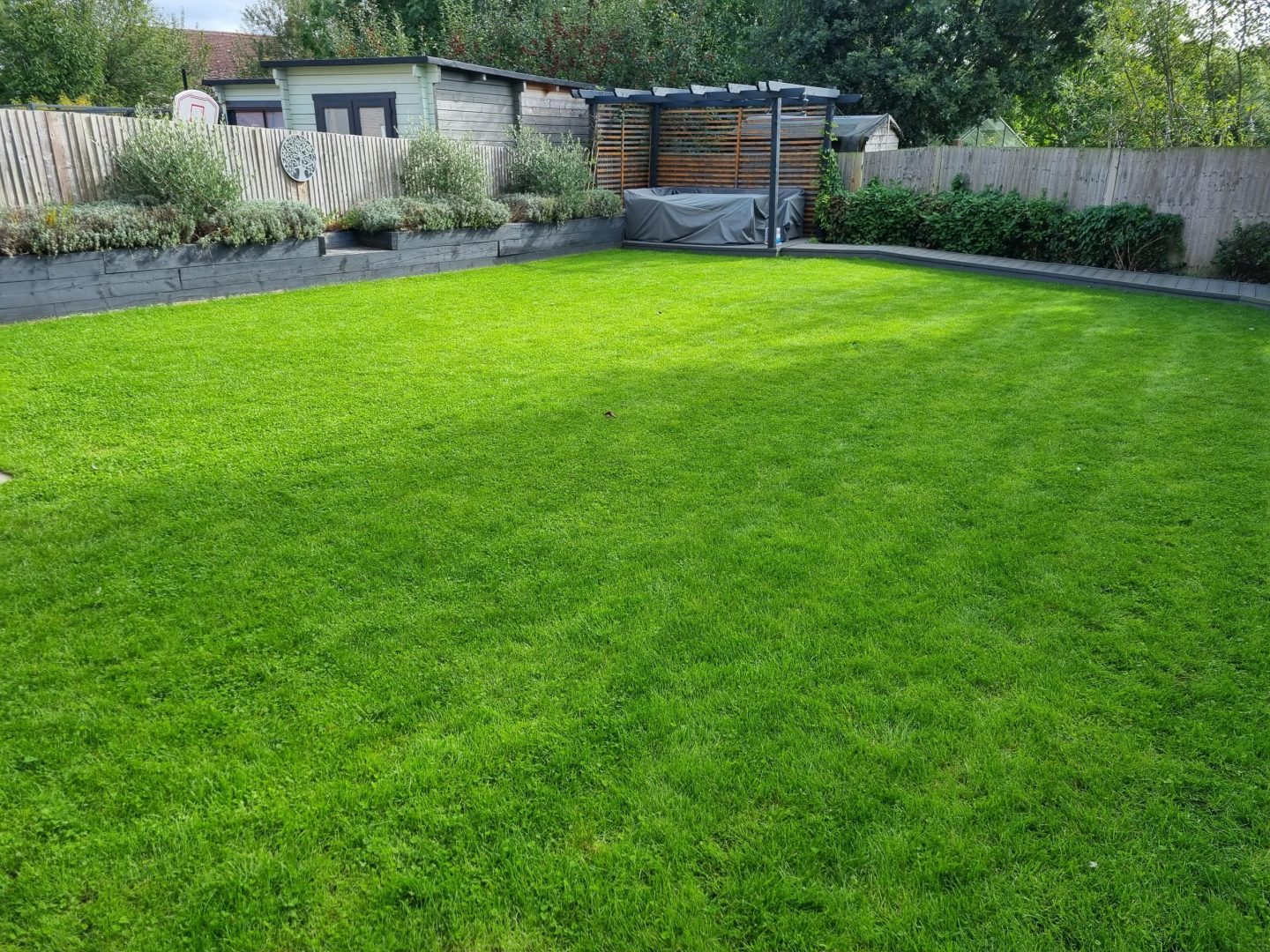 micro-clover-enriched-lawn-installer-kent