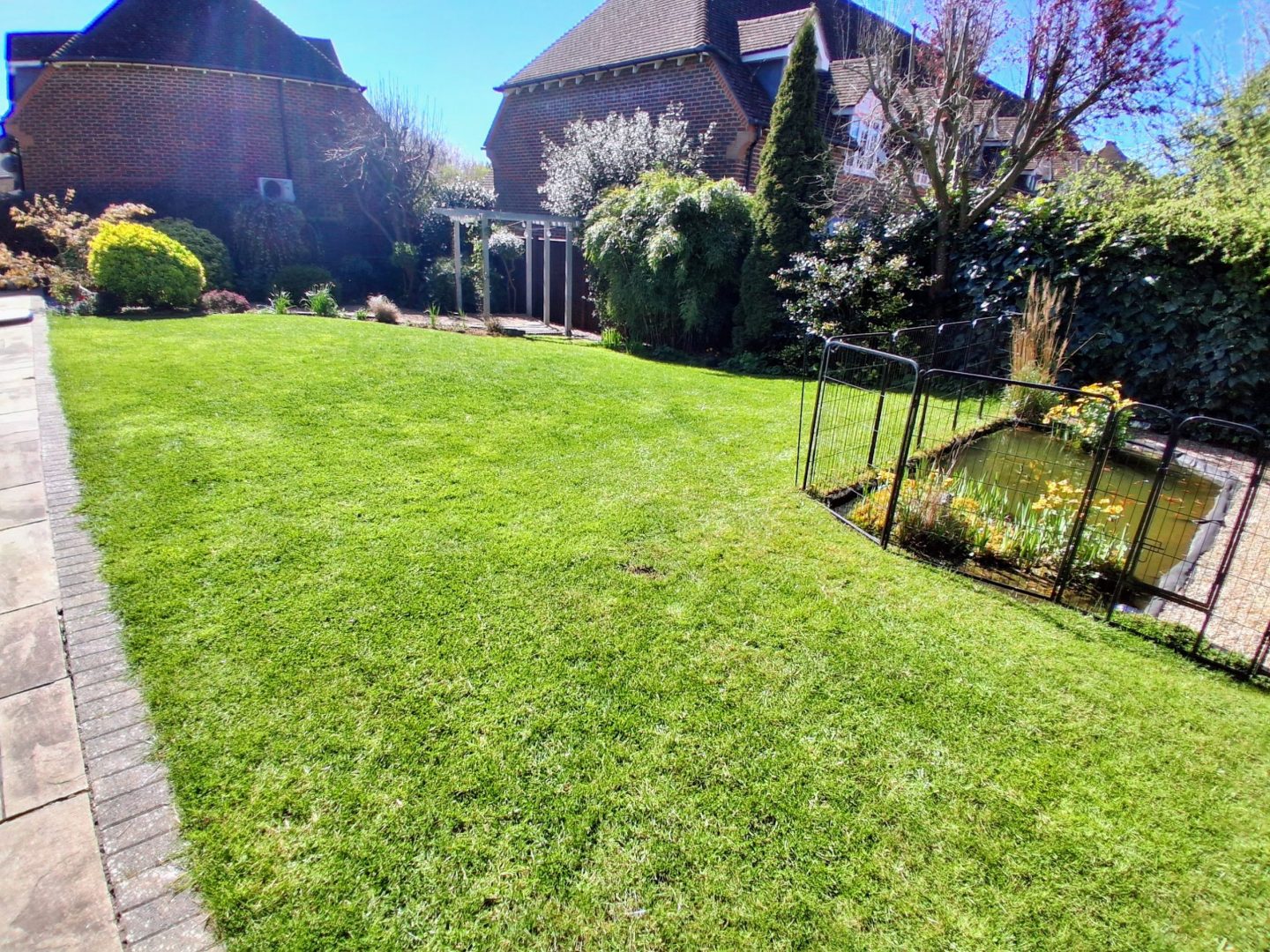 micro_clover_enriched_lawn_installer_near_me_maidstone_kent_me14_me15_me16_after_lawn_for_dogs_kent