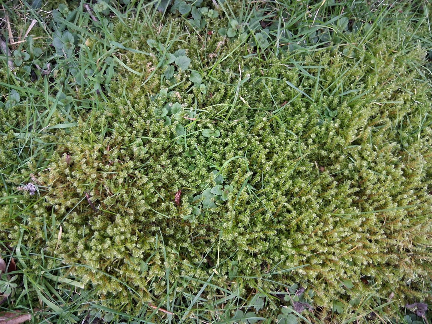 lawn_moss_treatments_kent