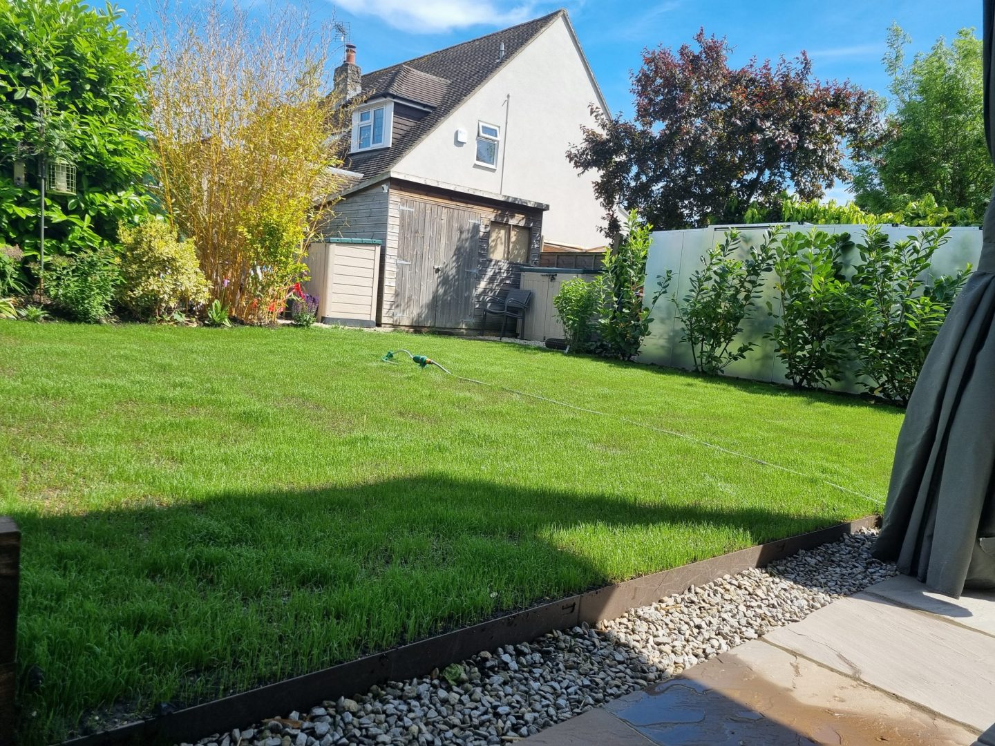 new_lawn_from_seed_2_weeks