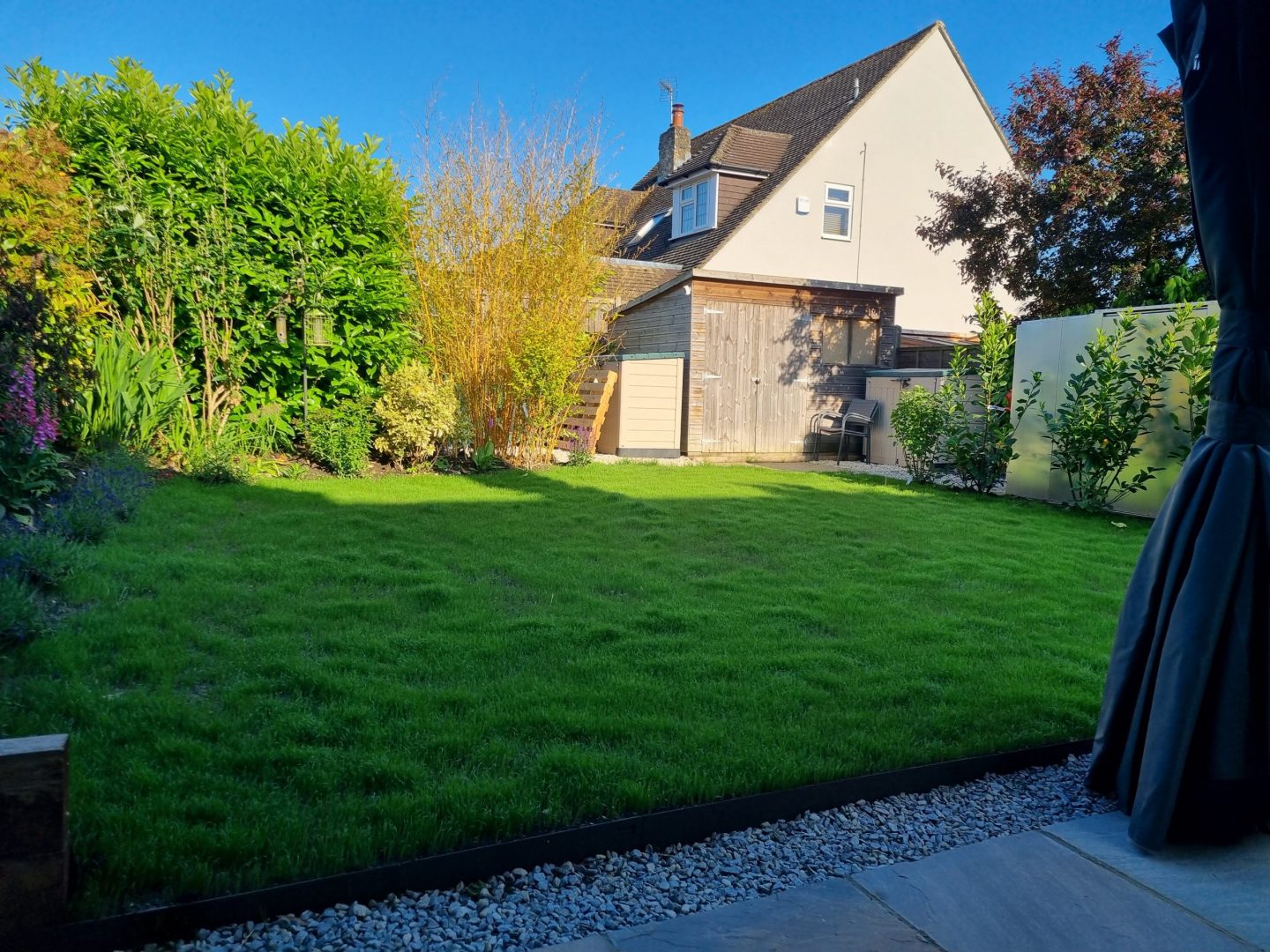 new_lawn_from_seed_3_weeks