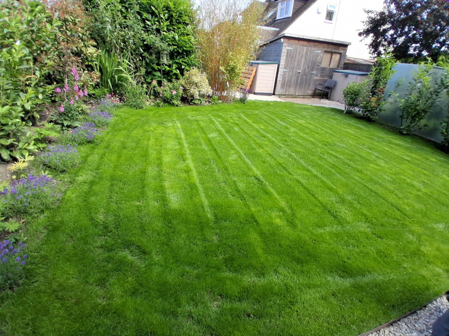 new_lawn_from_seed_maidstone_5_weeks