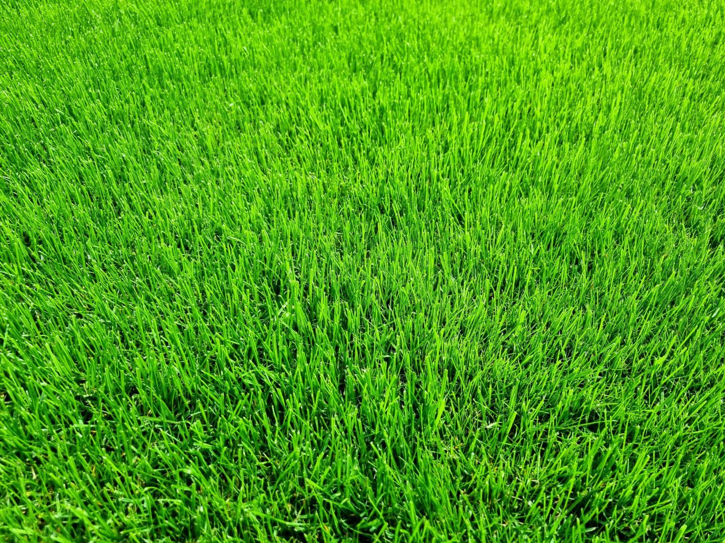 summer_lawn_Treatments_lawncare_near_me_me14_me15_me16_me17_me19_me20