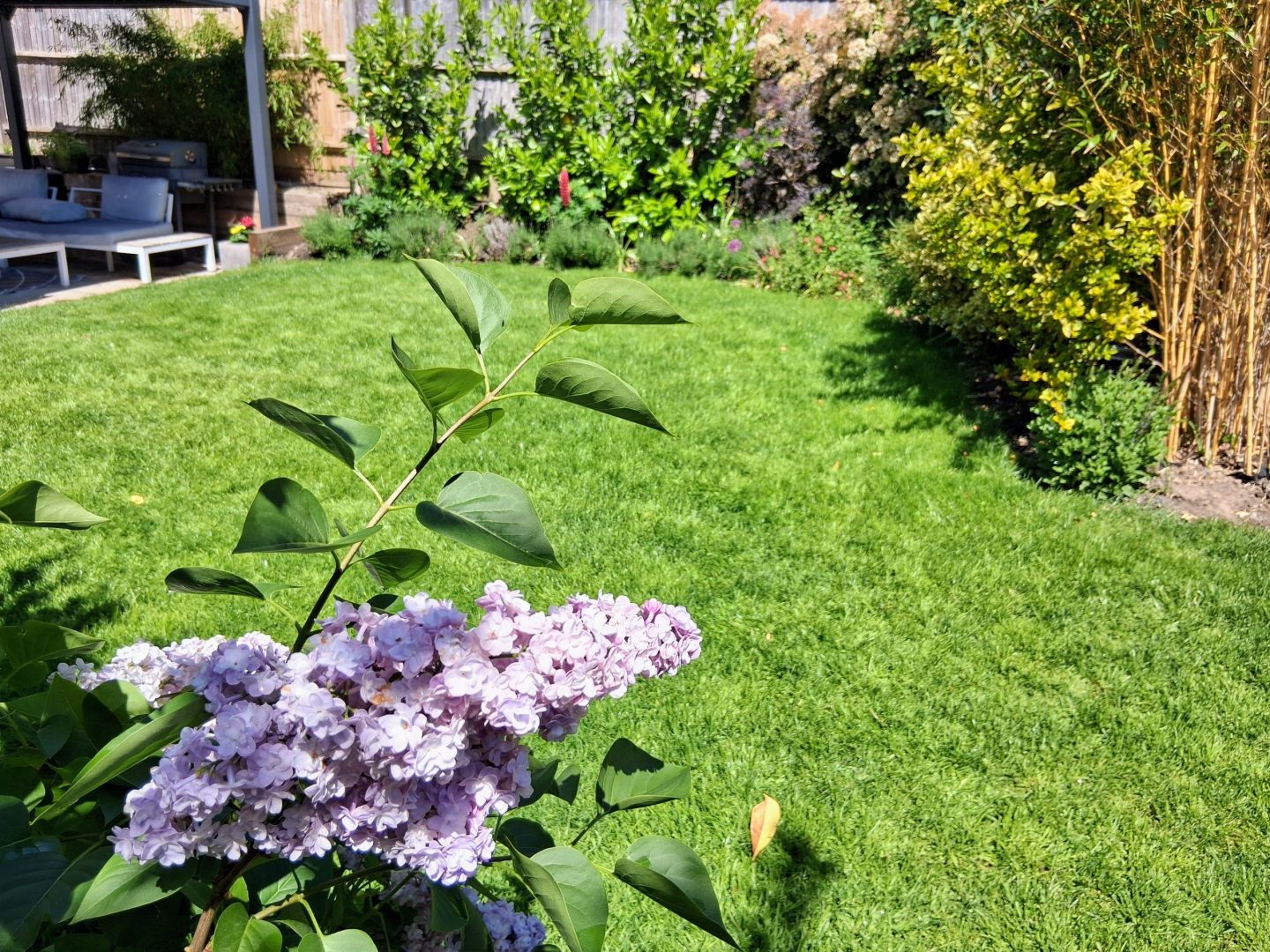 summer_lawn_treatments_near_me_maidstone_kent_me14_me15