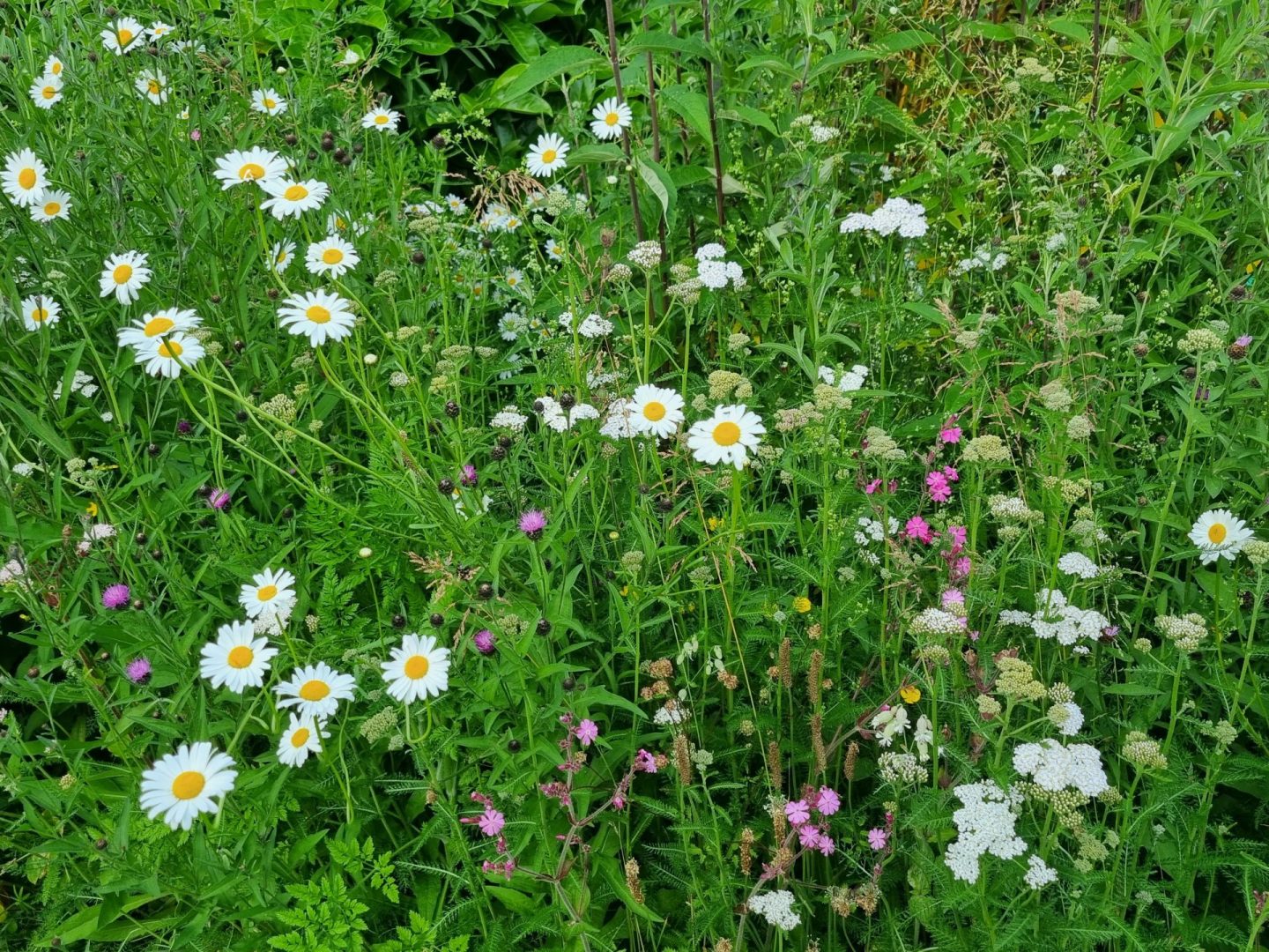 wildflower-turf-border-maidstone-kent